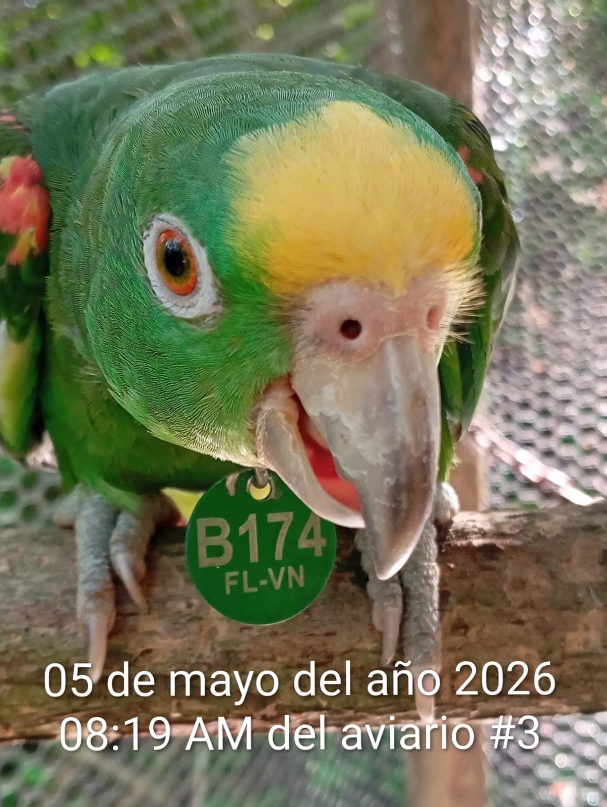 B174 sale al bosquesito una mañana de mayo · 2
