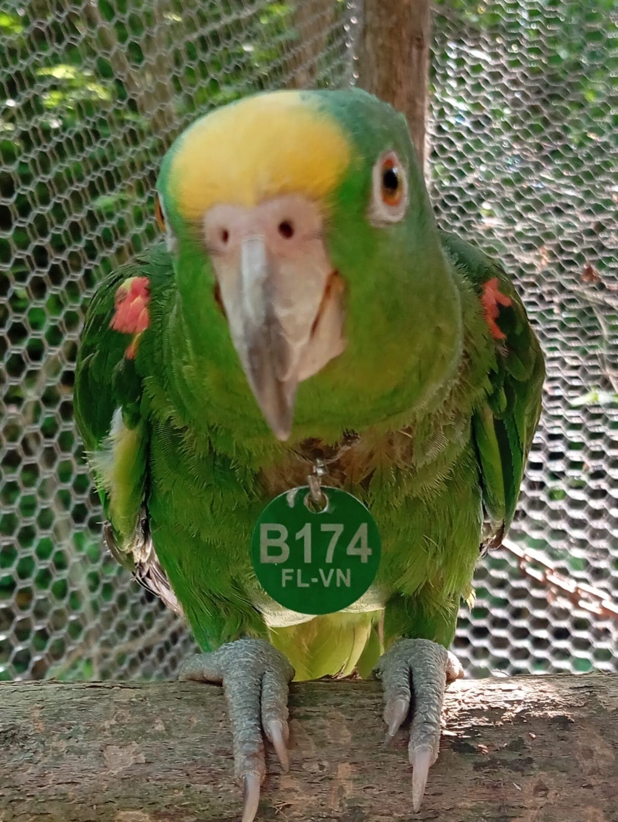B174 sale al bosquesito una mañana de mayo · 5