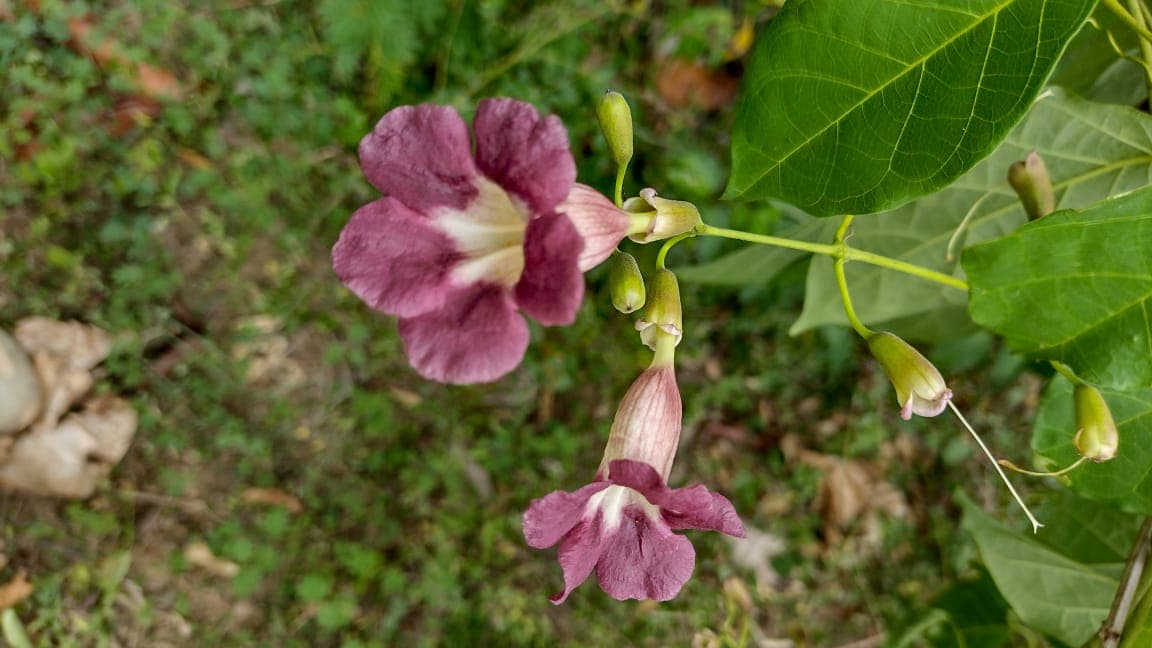 The Pink Climber No One Can Name