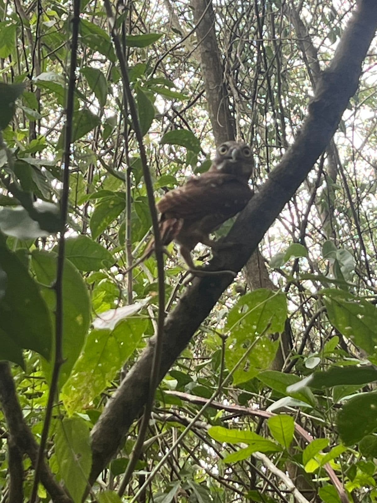 An Owl, a Sloth, and the Forest That Received Them