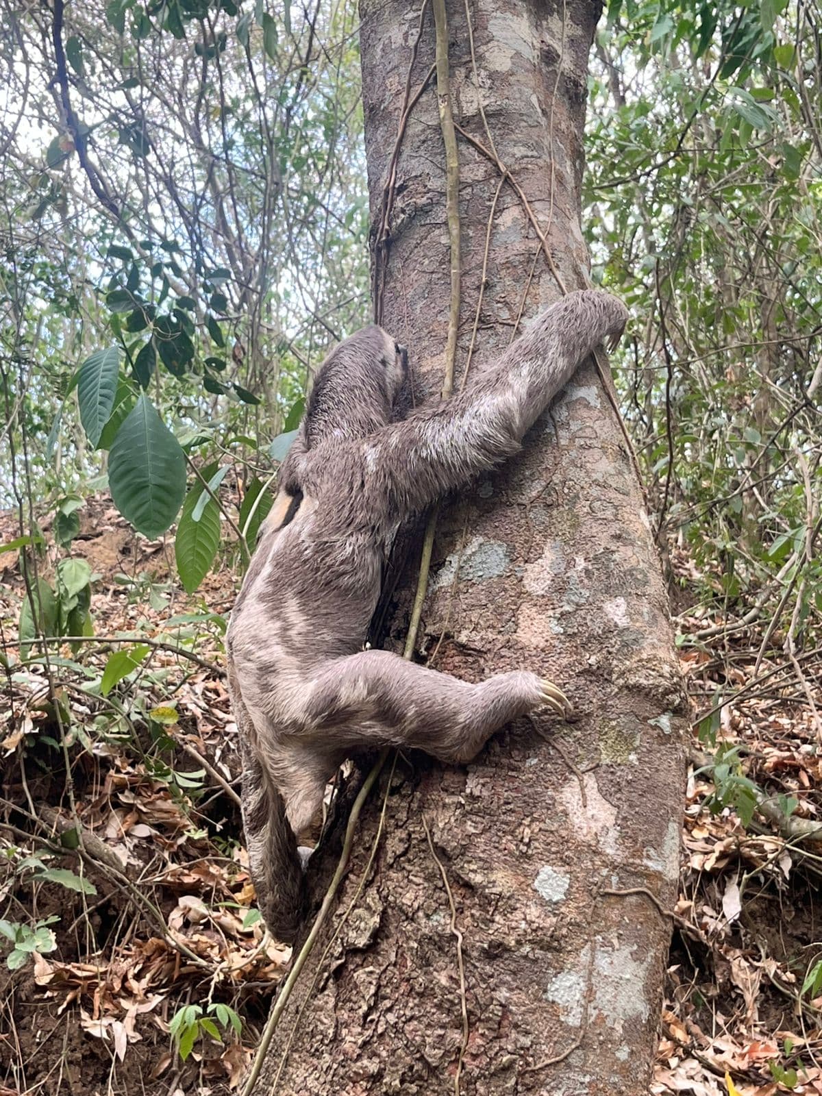 An Owl, a Sloth, and the Forest That Received Them · 7