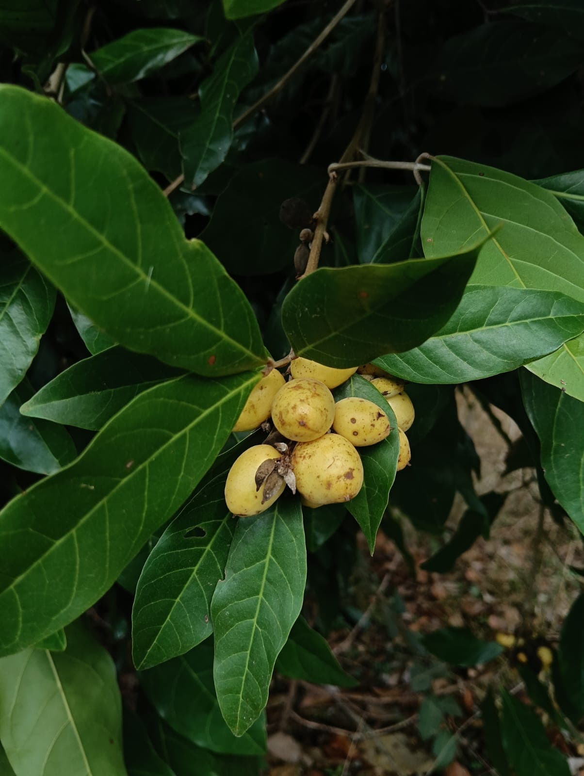 The mamón de mico blooms at the Y de Broche