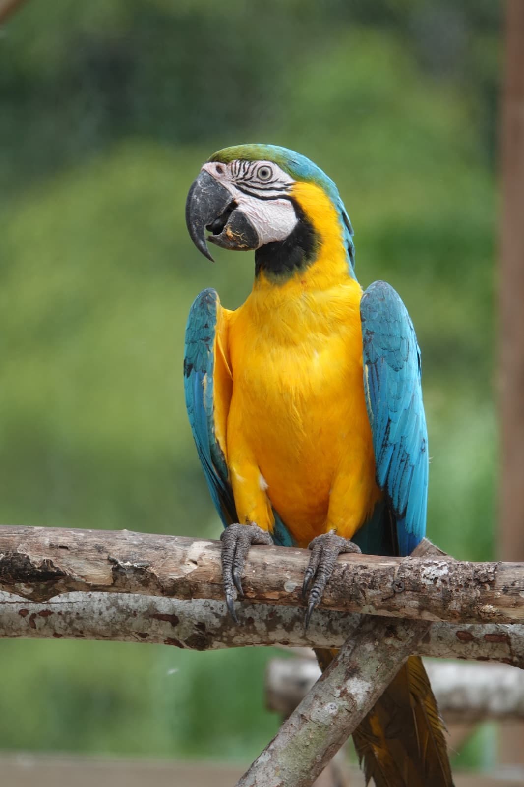 Guacamaya azul y amarilla (Ara ararauna) en la reserva de Fundación Loros