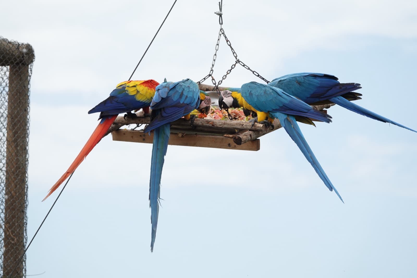 Guacamayas en un comedero de la reserva de Fundación Loros