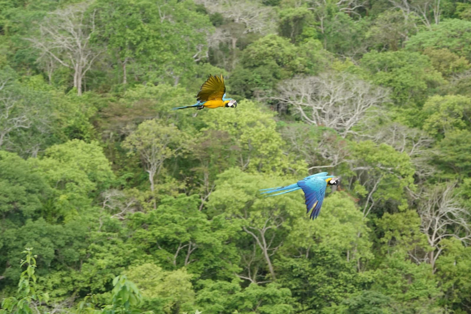 Equipo de una empresa sembrando árboles nativos en la reserva de Fundación Loros