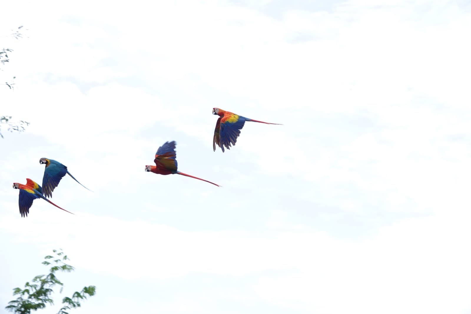 Equipo corporativo durante el voluntariado con las aves rescatadas