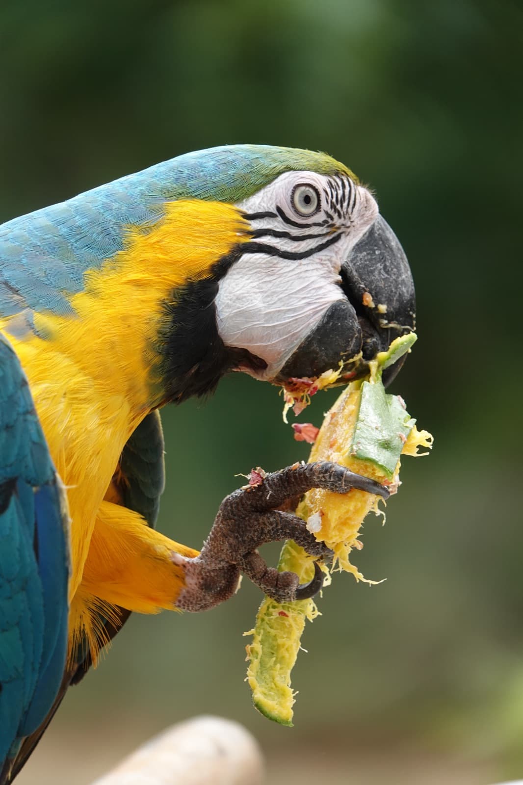 Guacamaya alimentándose con frutos del bosque seco tropical