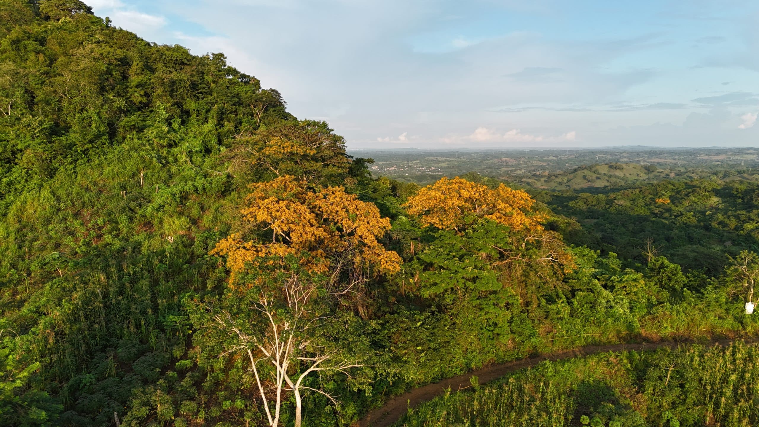 Forest Guardian Tree – Leave Your Legacy in the Forest