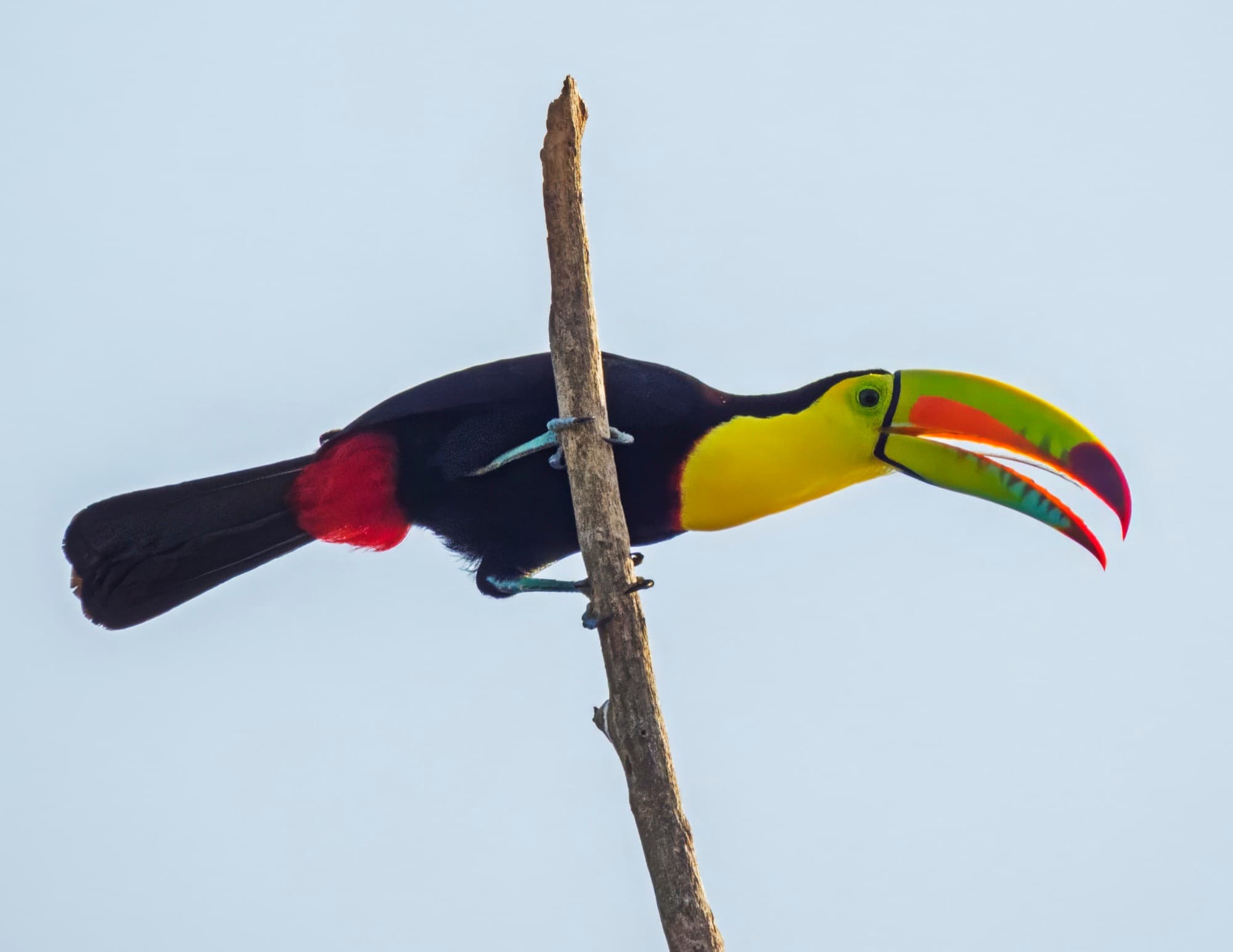 Keel-billed toucan — birdwatching at the reserve