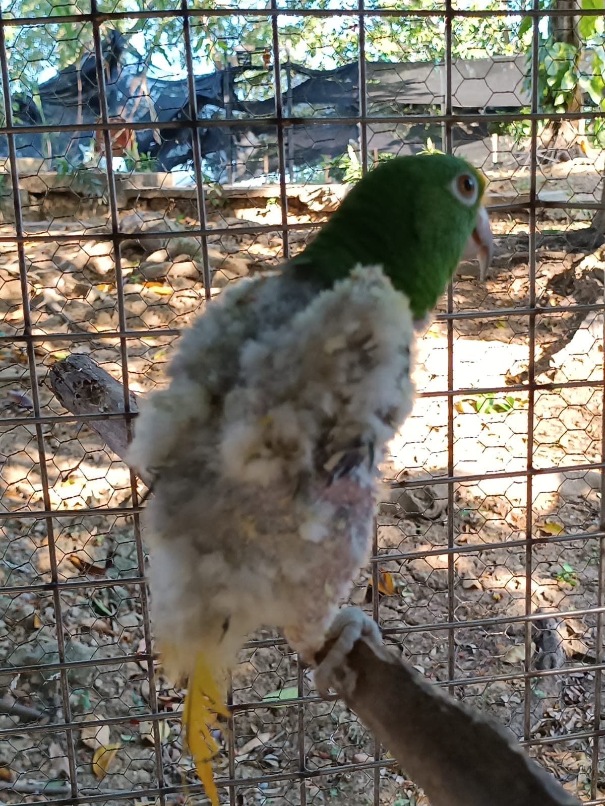 Mateo a su llegada, detalle de las zonas sin plumas.