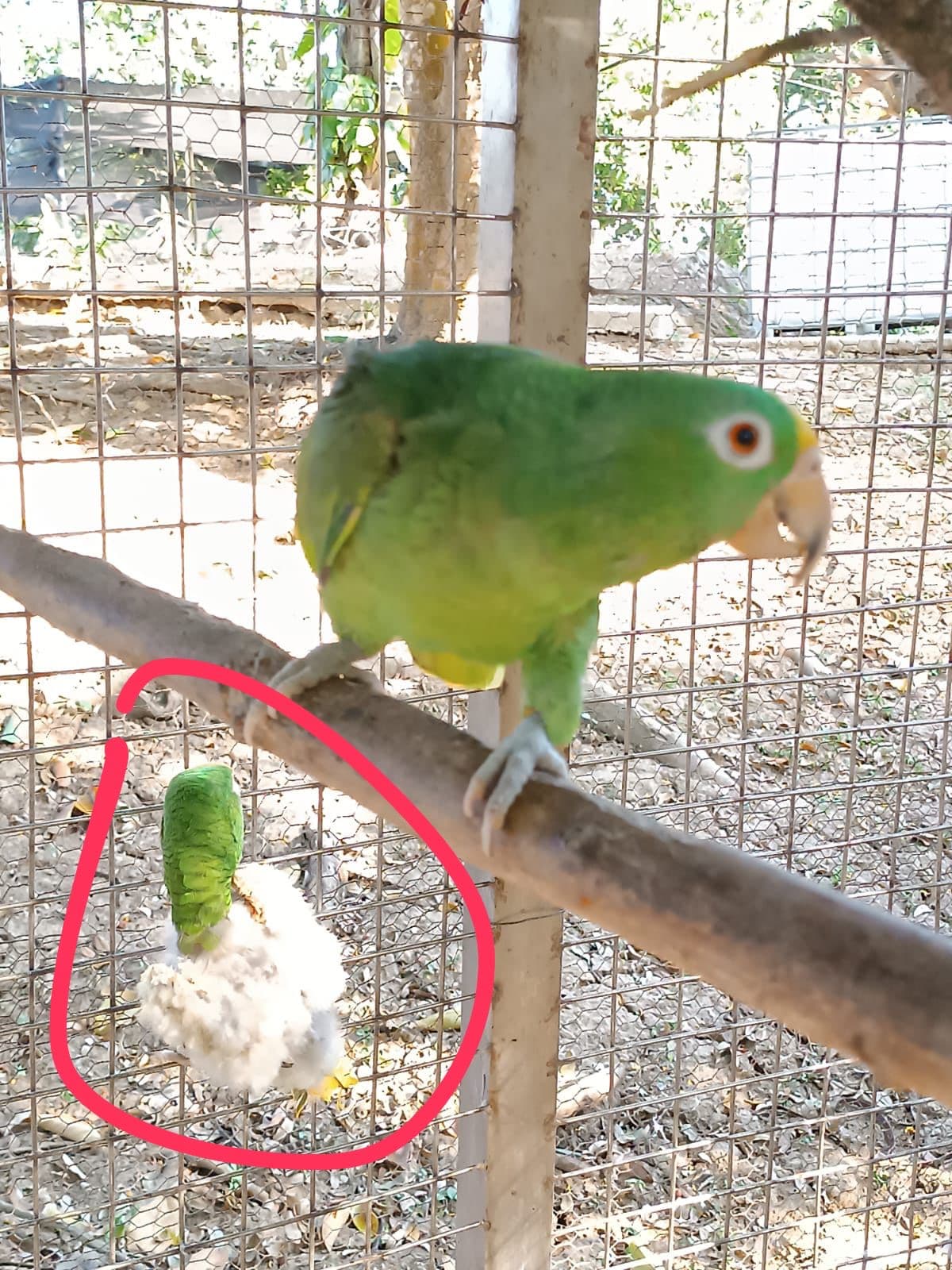 Mateo (señalado) junto a otro loro de plumaje completo, para contraste.