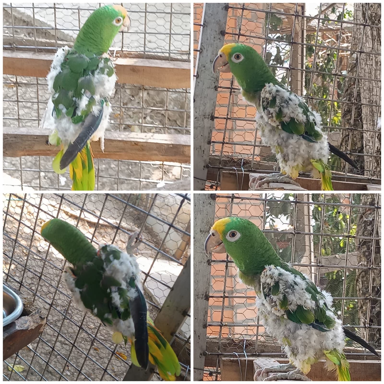 Mateo durante su recuperación: nuevas plumas verdes crecen sobre el cuerpo y las alas.