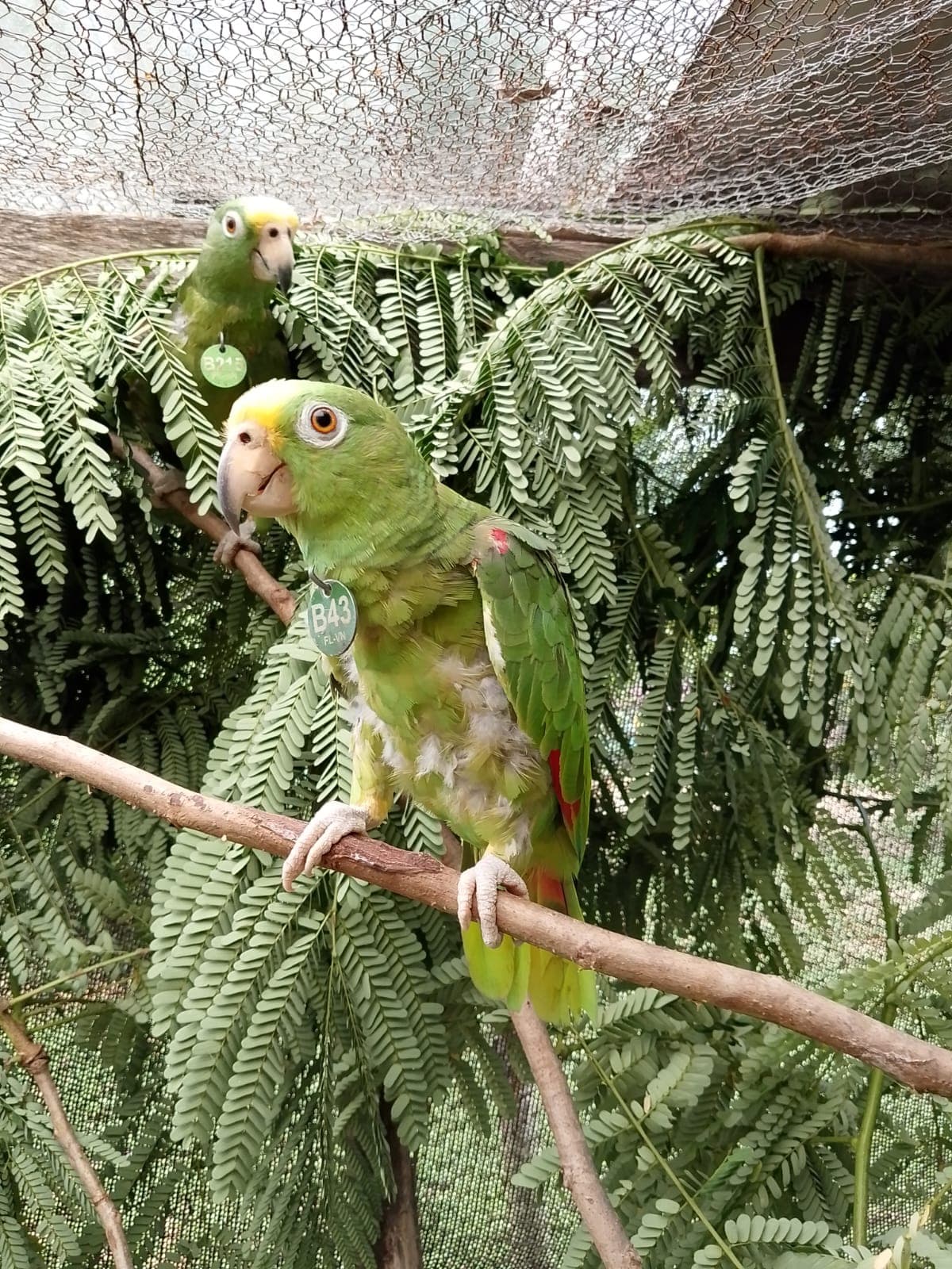 Mateo recuperado, listo para su reintegración a la naturaleza.