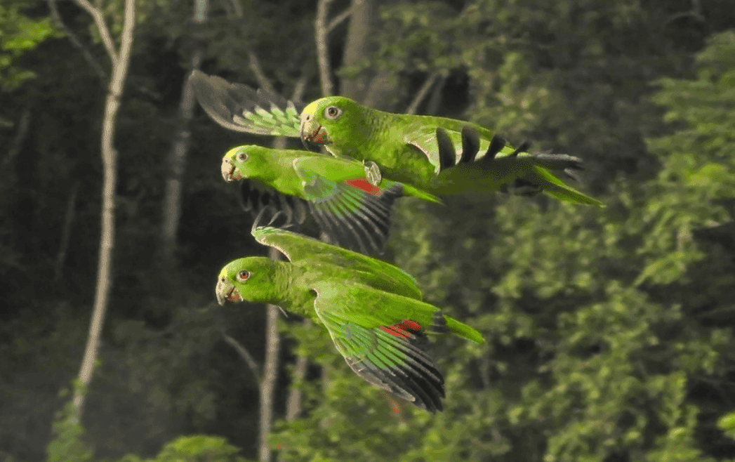 Loros volando libres