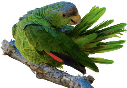 Loro verde en rama