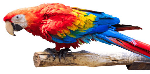Guacamayo escarlata