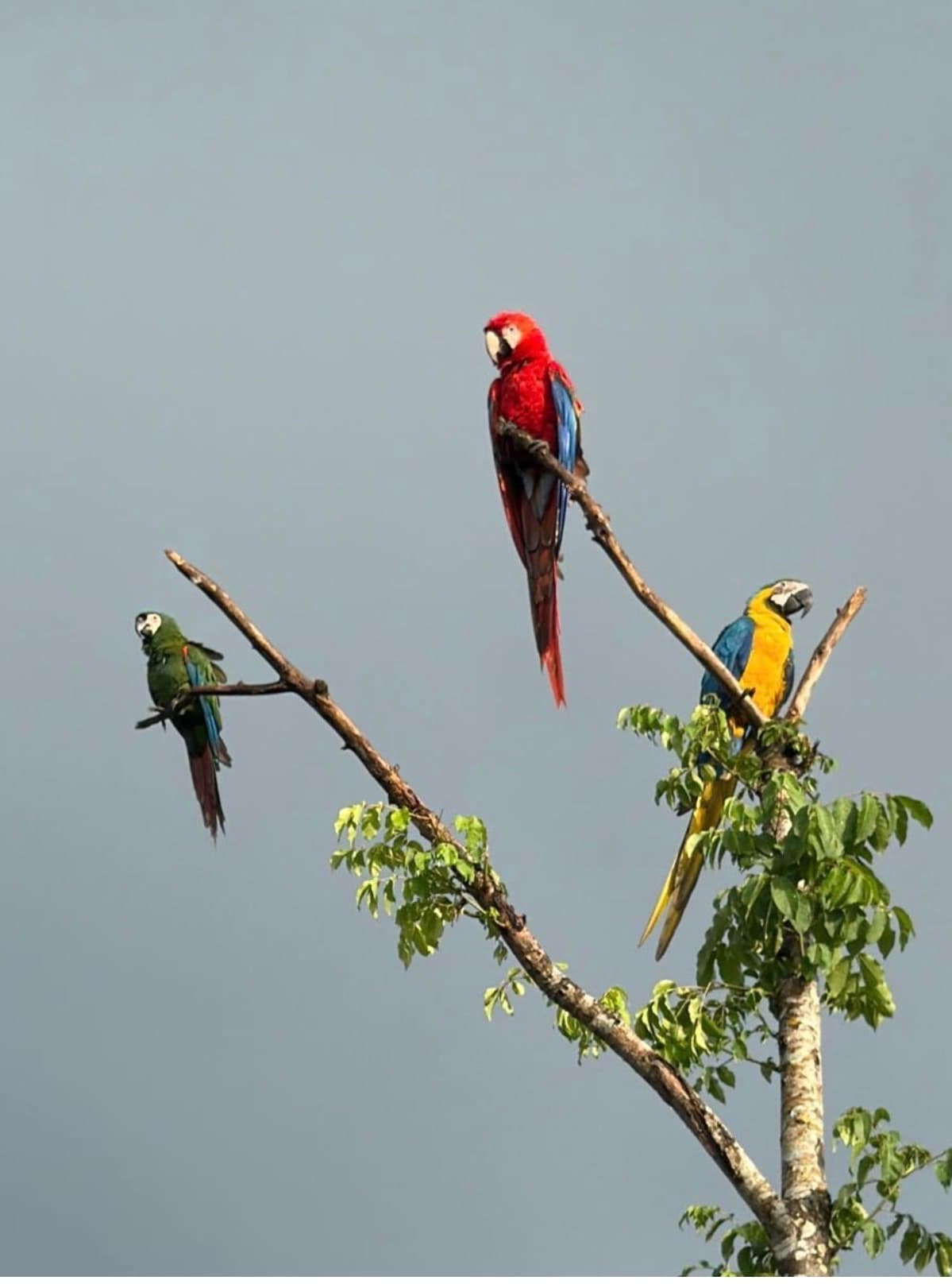 Three macaws perched on a jobo branch