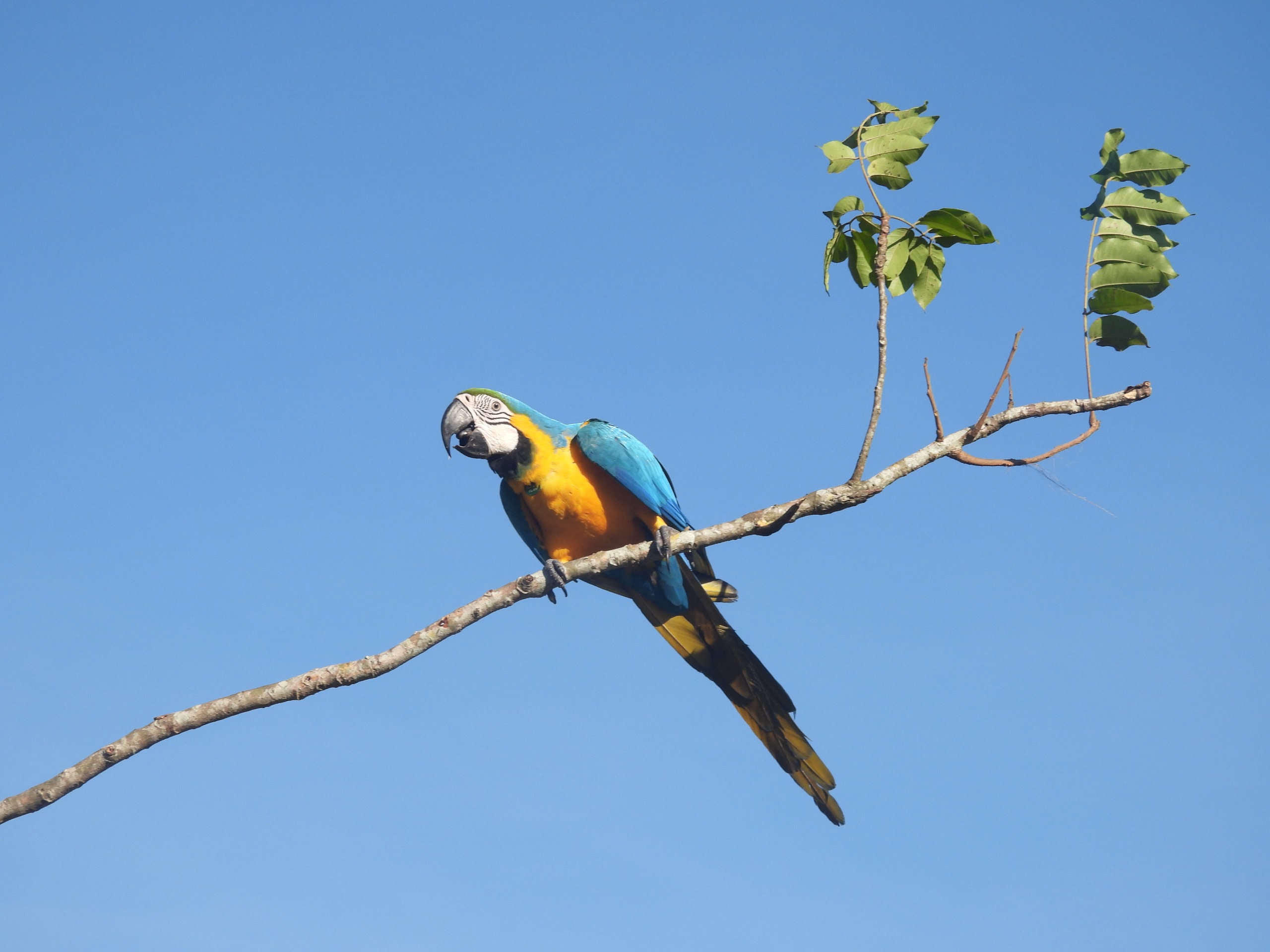 Por qué creemos que el santuario de Loros es la experiencia con fauna más transformadora cerca de Cartagena