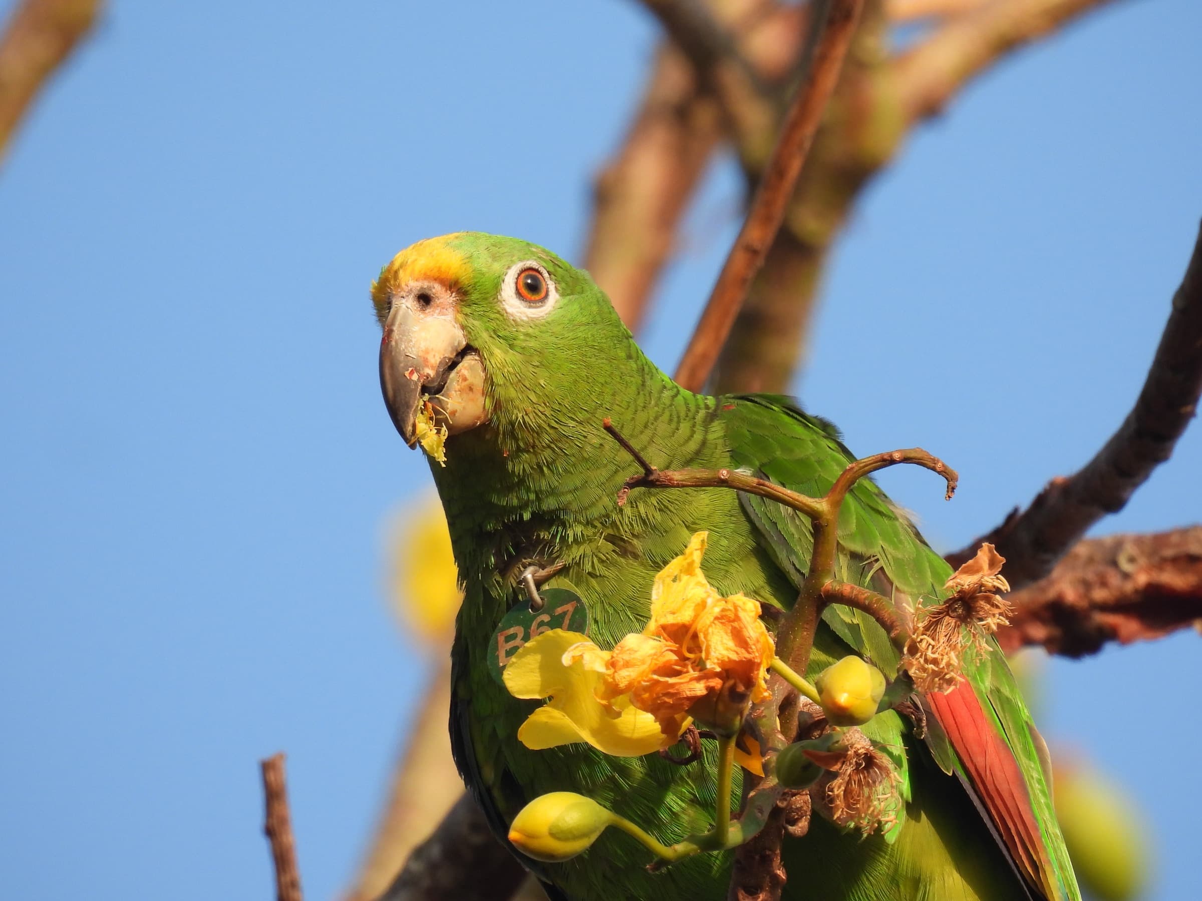 Loro frentiamarillo con medalla B67 alimentándose de flor de papayote