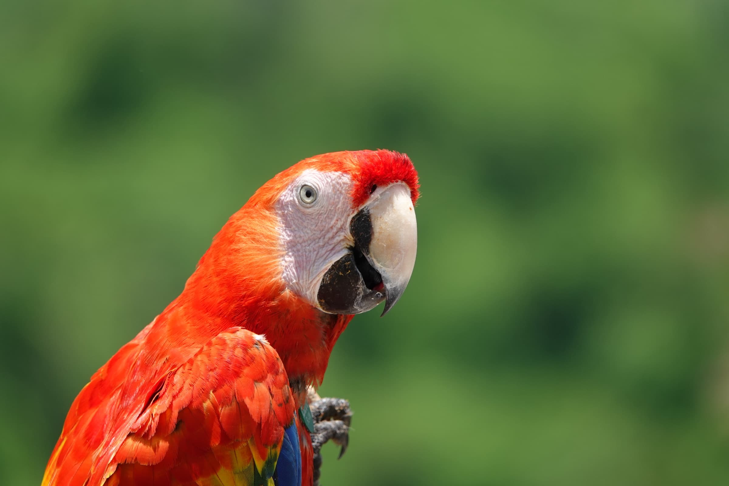 Scarlet macaw (Ara macao) portrait
