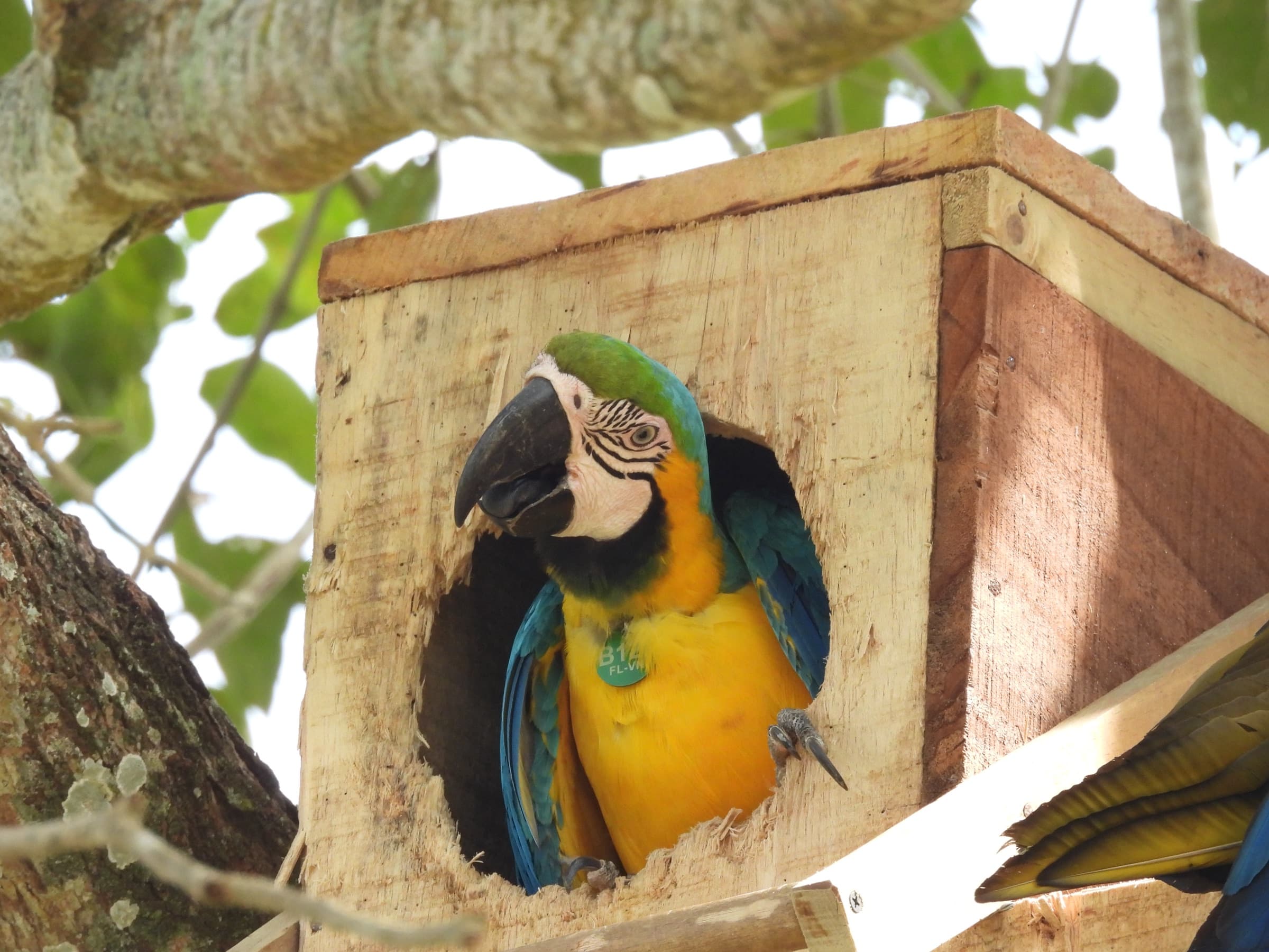 Guacamaya en cavidad de nidificación en el bosque seco