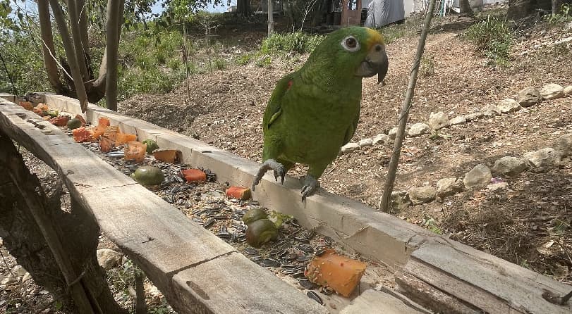 loros-05
