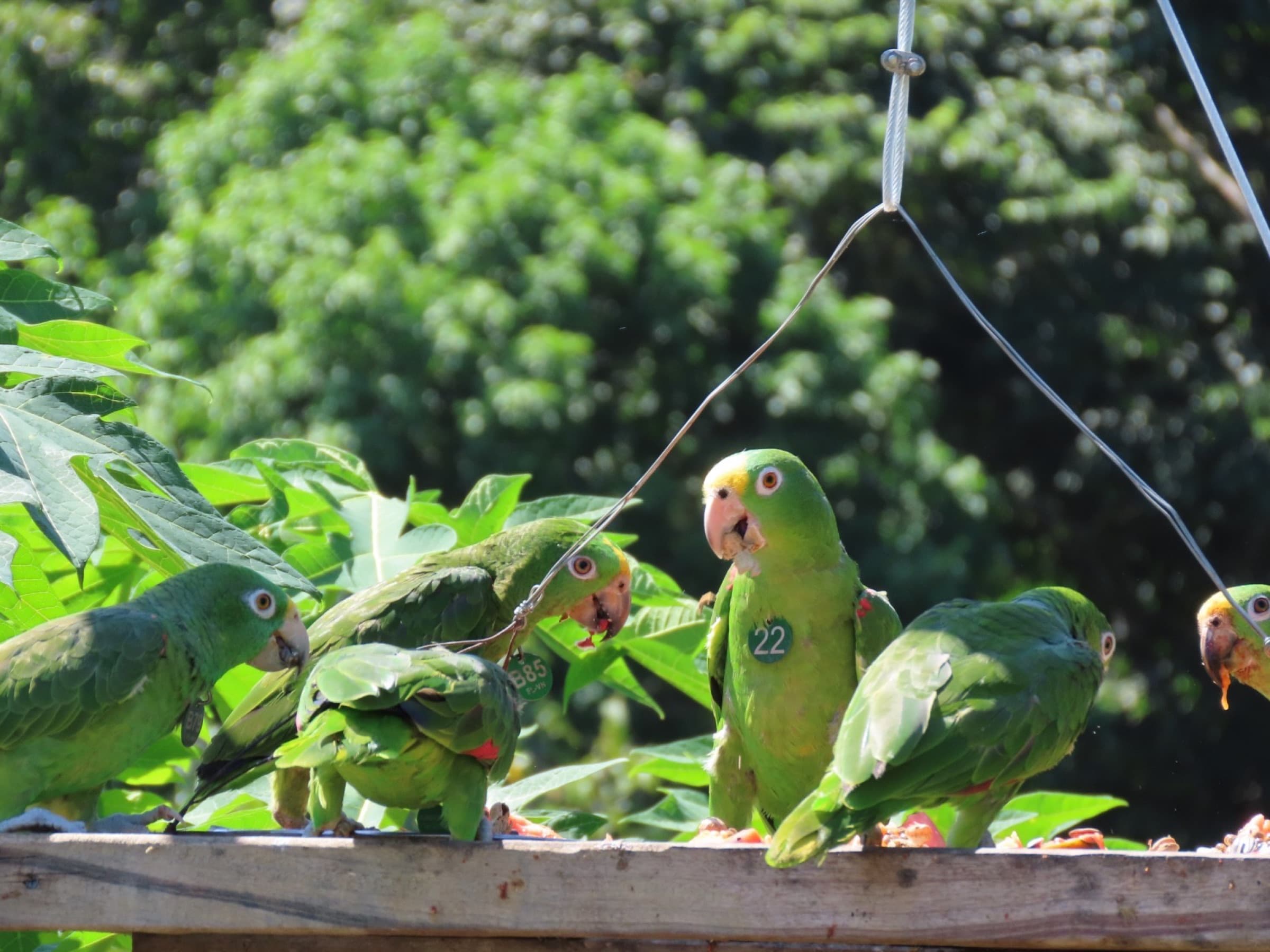 Bandada de loros en comedero junto a Lorenzo