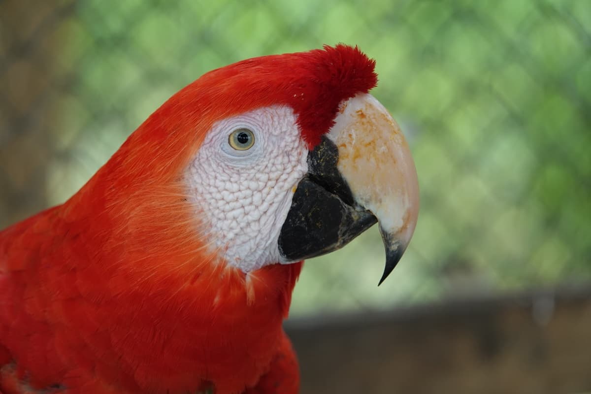 Scarlet macaw (Ara macao) at the Los Loros reserve