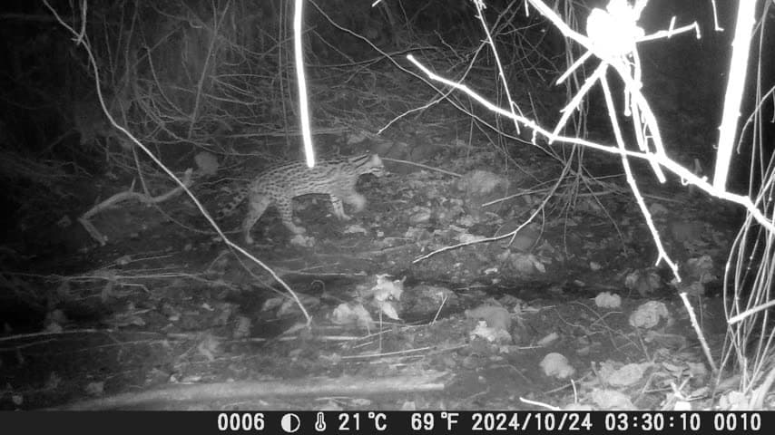 Ocelot (Leopardus pardalis) captured by a camera trap in the tropical dry forest of Los Loros Reserve